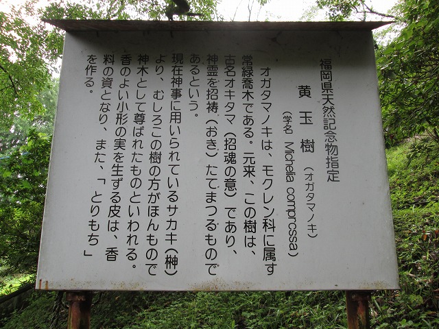 オガタマノキ看板