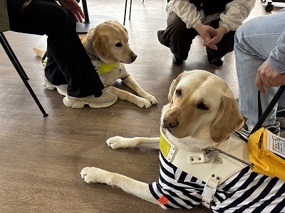 フローレ（右）と市内で１頭目の盲導犬ニック（左）