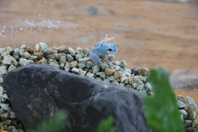 水色のアマガエル