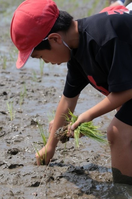 田植えの写真