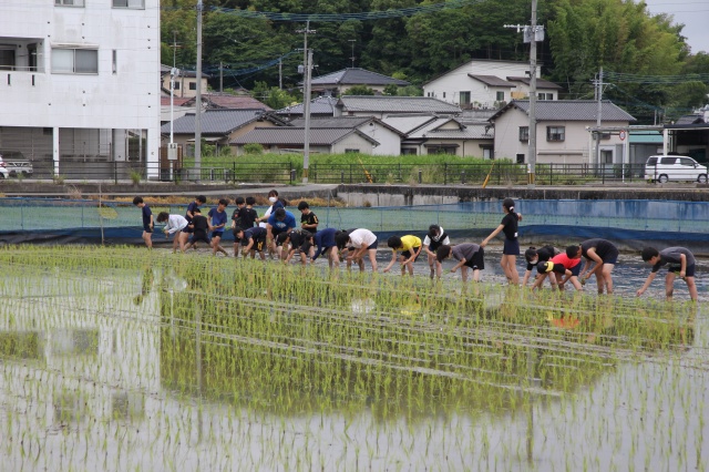 田植えの様子 田植えの様子