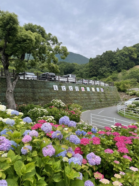 色とりどりのアジサイが出迎えてくれました