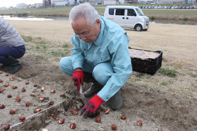一球一球丁寧に植えました