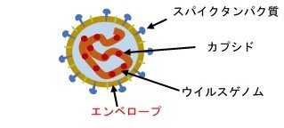 エンベロープ型ウイルス構造図