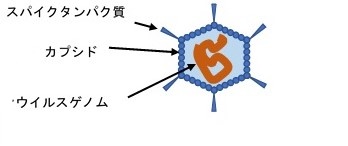 非エンベロープ型ウイルス構造図