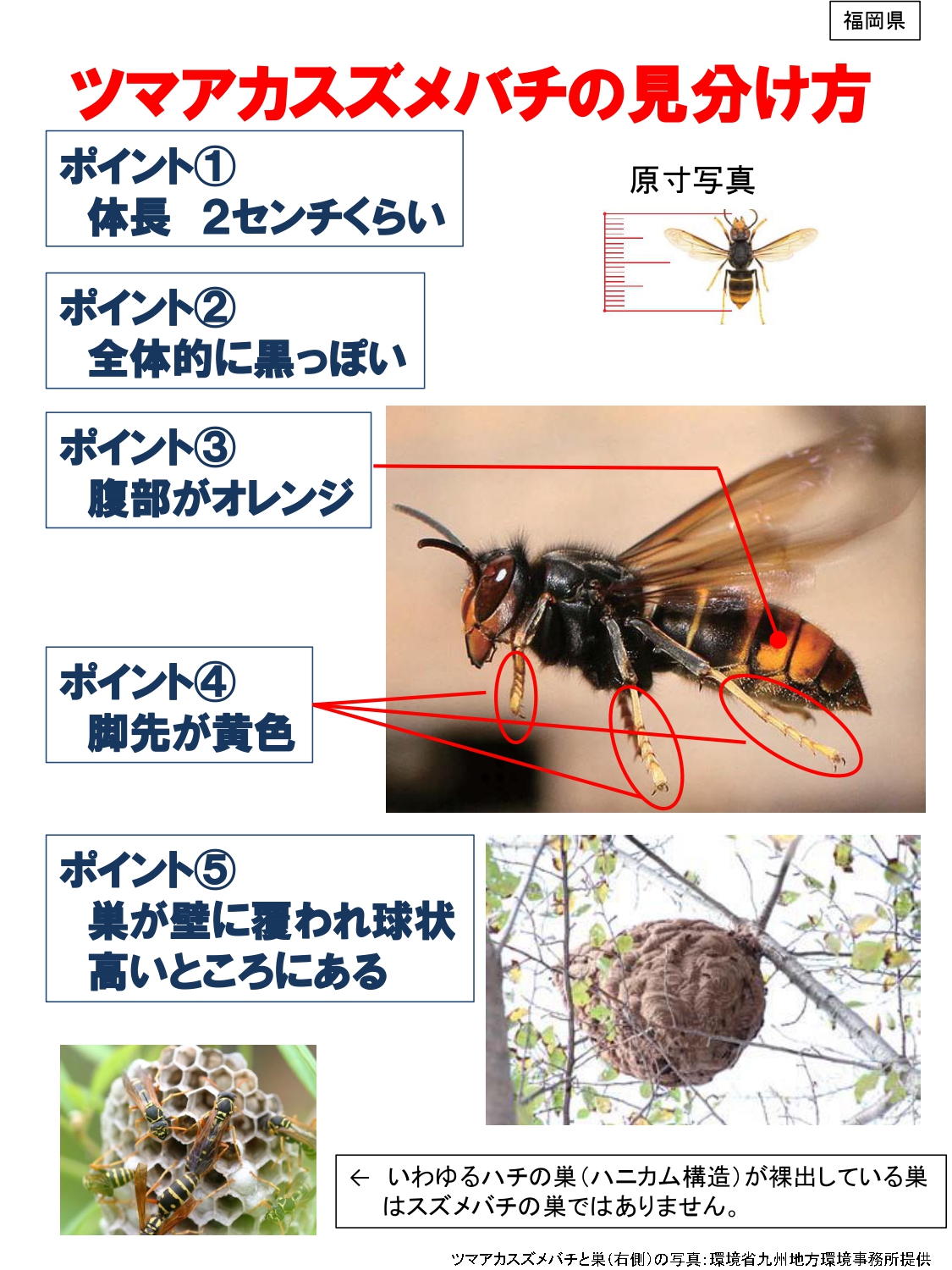 ツマアカスズメバチの見分け方