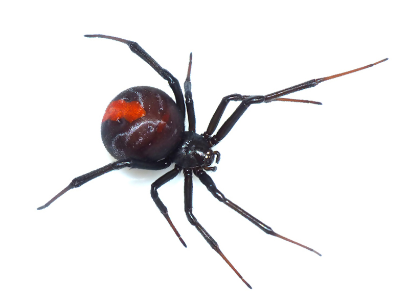 セアカゴケグモ背面