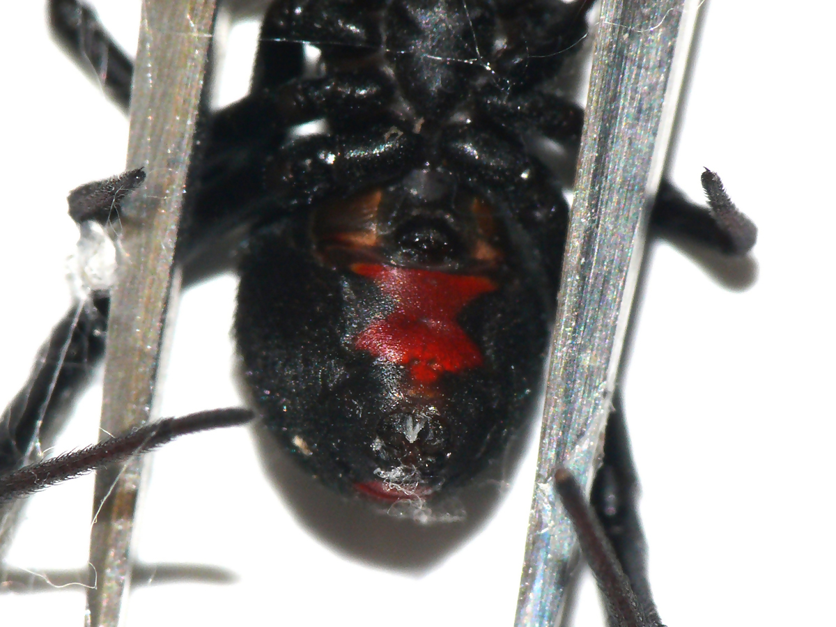 セアカゴケグモ腹