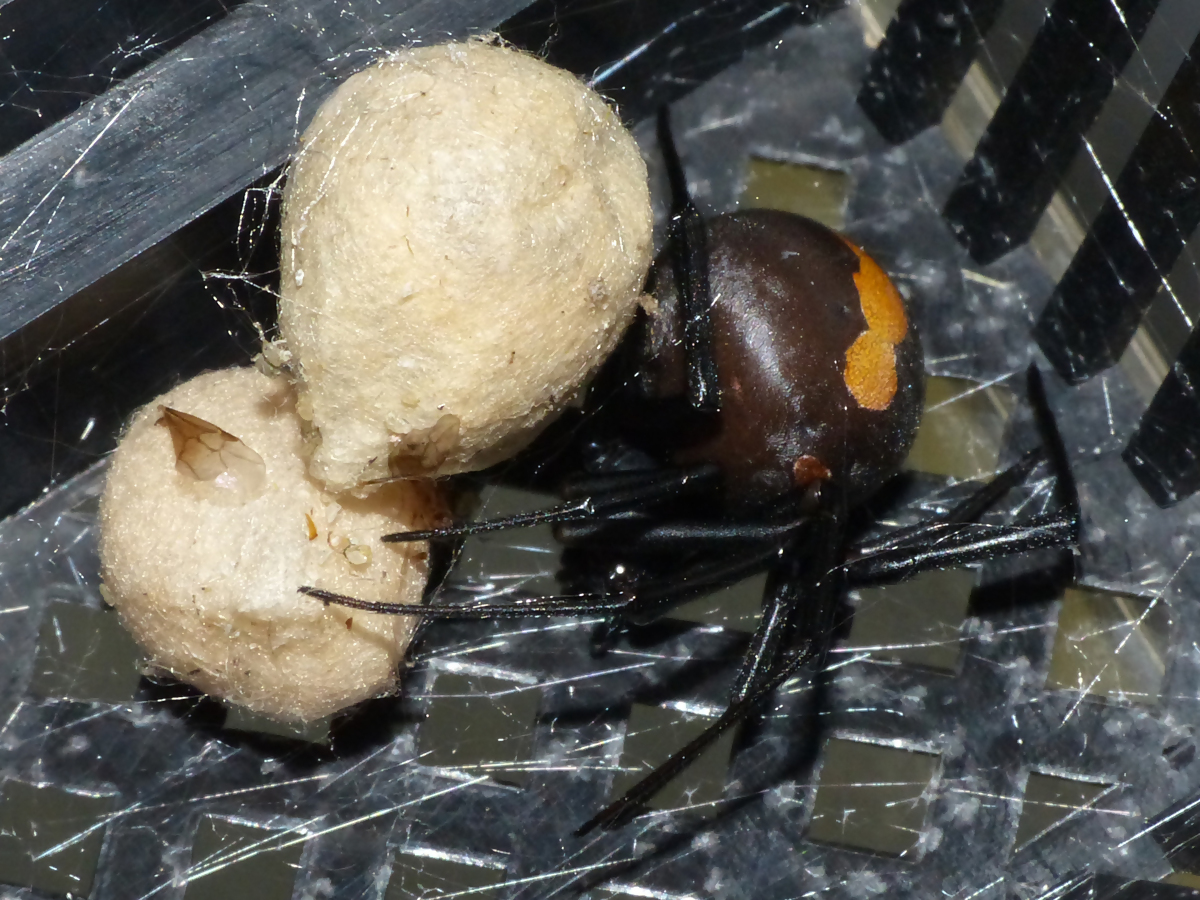 セアカゴケグモと卵のう