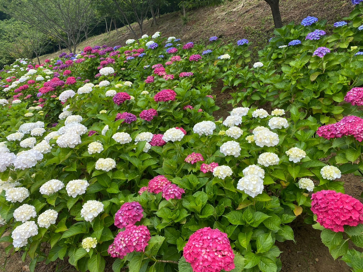 あじさい写真②